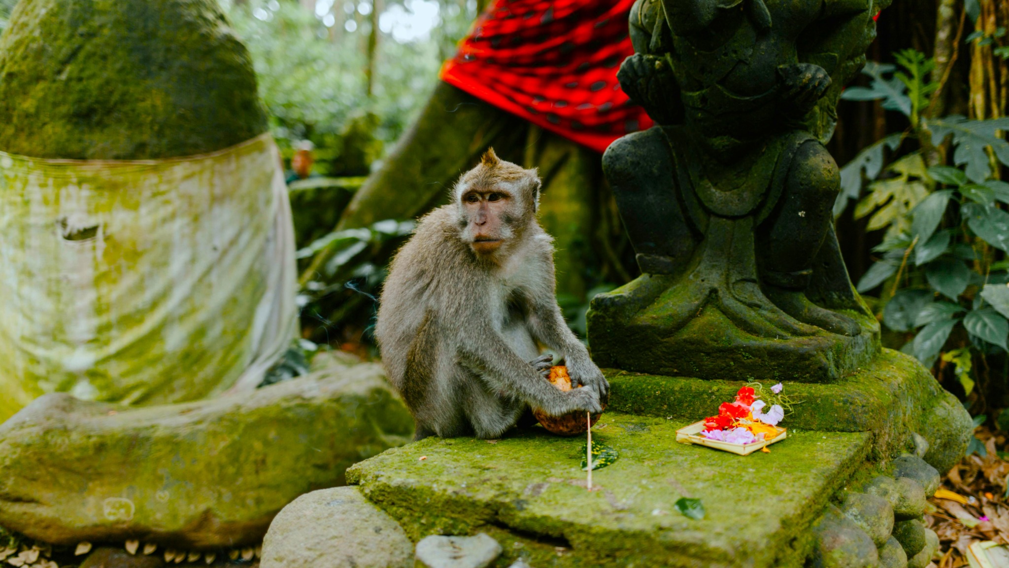 Bali Melukat Purification: Sacred River & Monkey Sanctuary
